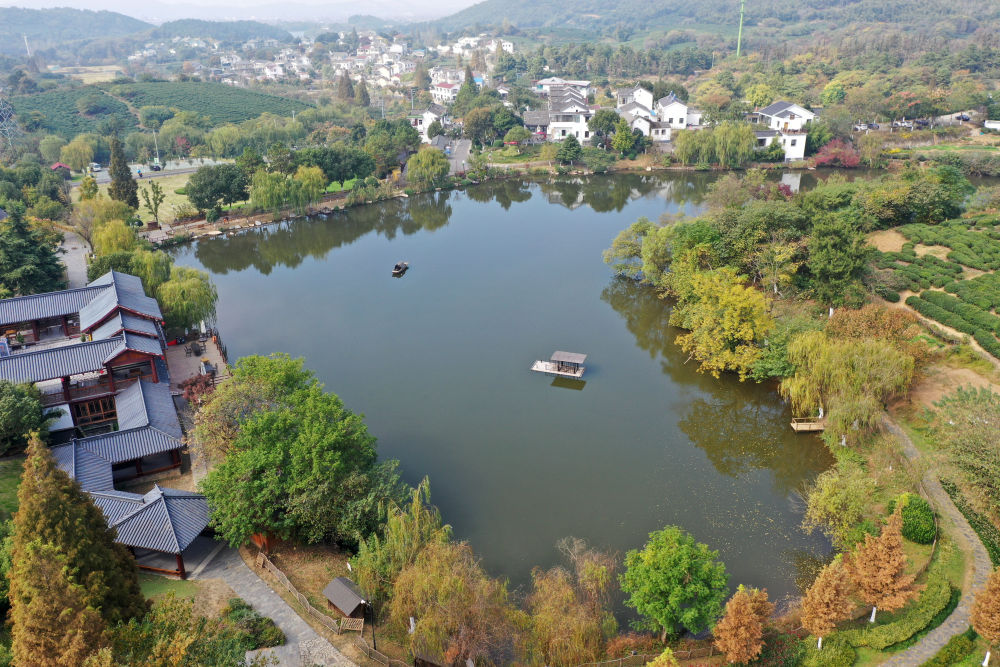 江苏南京市江宁区黄龙岘茶文化特色村（11月6日摄，无人机照片）。新华社记者　金良快　摄